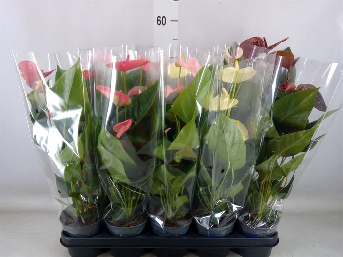 <h4>Anthurium   ...mix</h4>