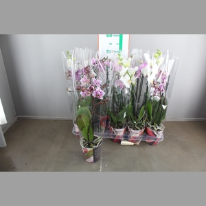 PHAL MF GEM