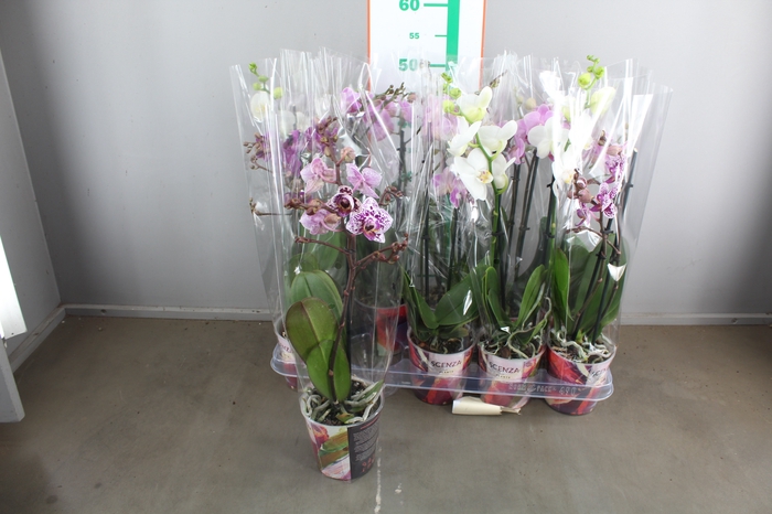 PHAL MF GEM