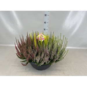 Calluna vulg. 'High Five'   ...mix