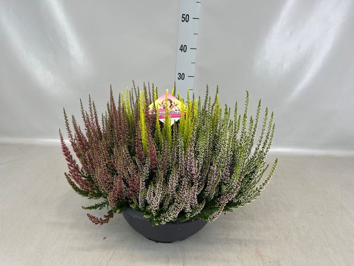 <h4>Calluna vulg. 'High Five'   ...mix</h4>