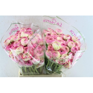 Ran Kloon Prima Felicidade