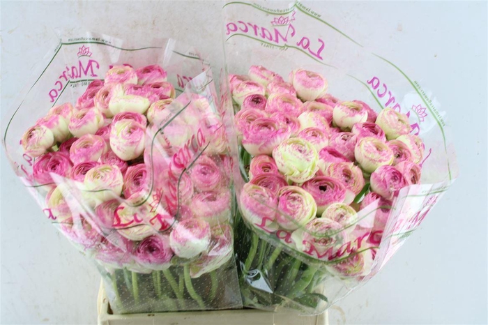 <h4>Ran Kloon Prima Felicidade</h4>