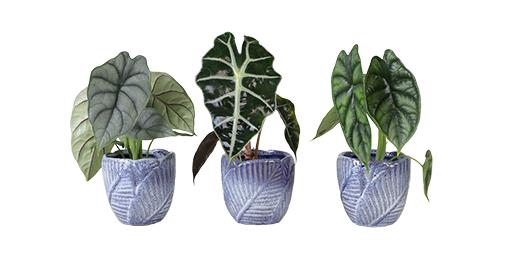 ALOCASIA P6 L 65969