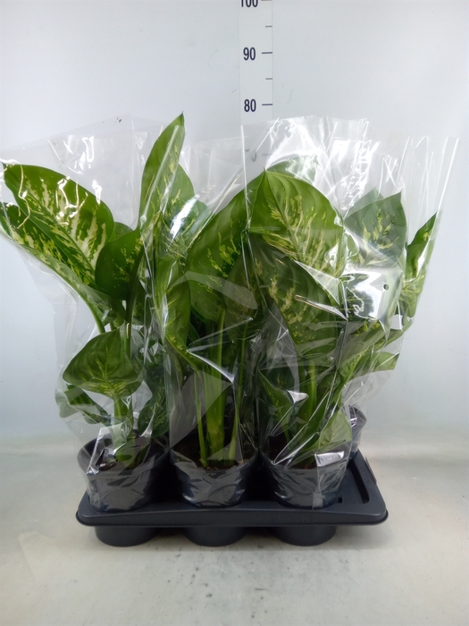 <h4>Dieffenbachia seg. 'Tropic Snow'</h4>