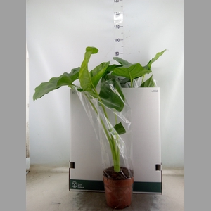 Alocasia macrorrhizos