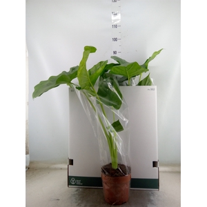 Alocasia macrorrhizos