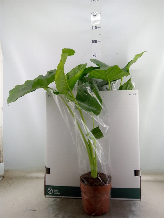 <h4>Alocasia macrorrhizos</h4>