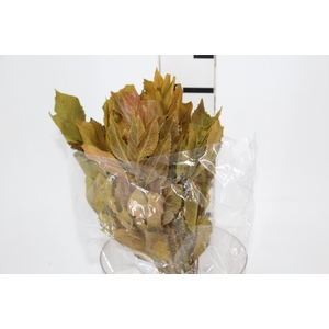 PLANTA SECA CARNE DE VACA AMARELO 50CM
