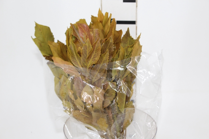 <h4>PLANTA SECA CARNE DE VACA AMARELO 50CM</h4>