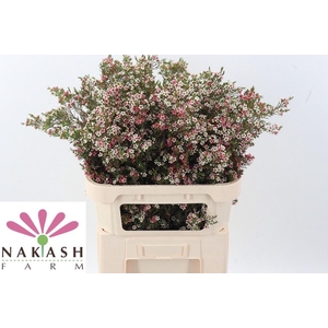 CHAME UN MY SWEET 16