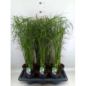 Cyperus alternifolius 'Gracilis'