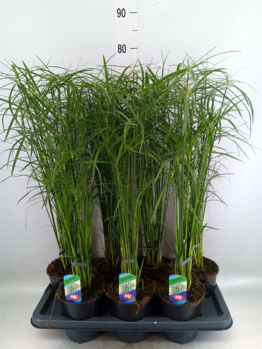 <h4>Cyperus alternifolius 'Gracilis'</h4>