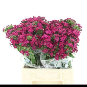 DI BARB AM NEON CHER