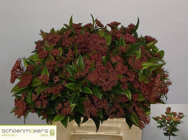 <h4>VIBUR TI RED SPIRIT</h4>