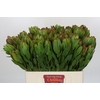 Leucadendron Goldstrike