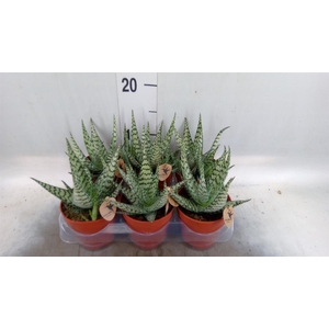 Aloe   ...