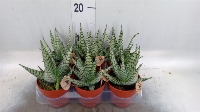 <h4>Aloe ...</h4>
