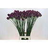 Allium Sphaerocephalon