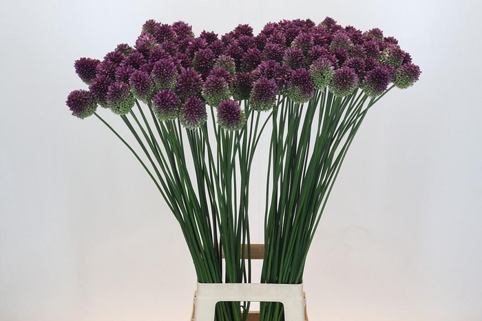 <h4>Allium Sphaerocephalon</h4>