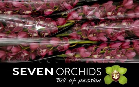 <h4>CYMB T FIRE TOWER</h4>