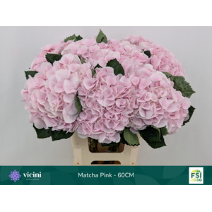 Matcha Pink - 60CM
