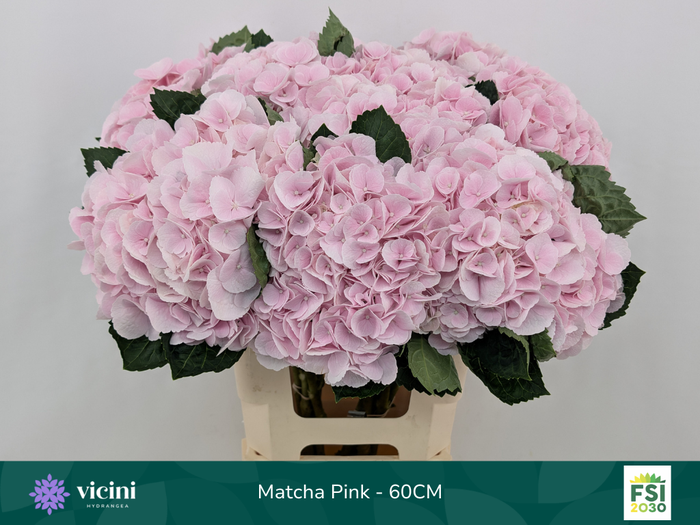 <h4>Matcha Pink - 60CM</h4>
