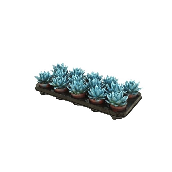 <h4>Echeveria coloured metallic blue</h4>