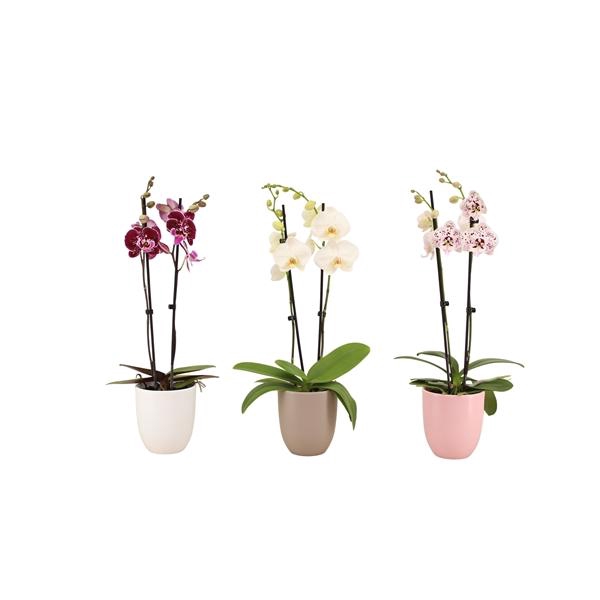 <h4>Hugo Hotel Mix Phal Mix 2T14+</h4>