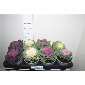 Brassica (sierkool)