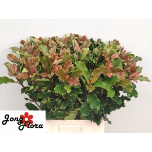 PHOT S CURLY FANTASY