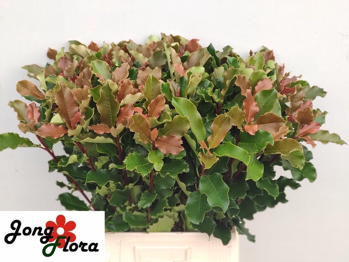 <h4>PHOT S CURLY FANTASY</h4>