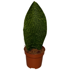 Sansevieria Cylindrica