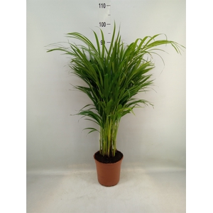Dypsis lutescens   ...Chrysalidoca