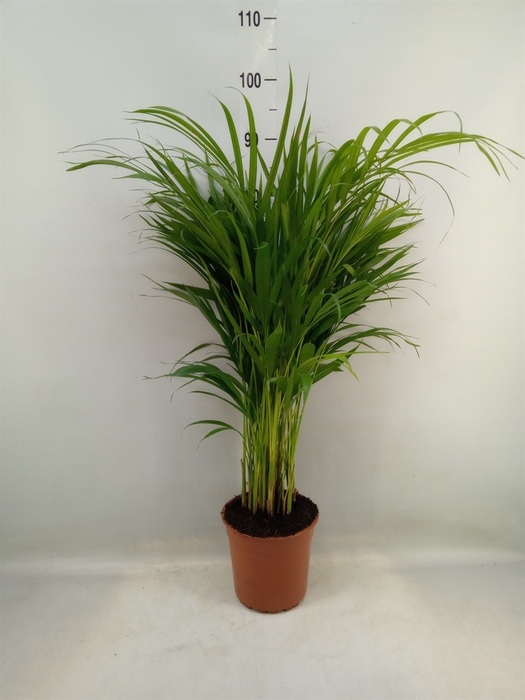 <h4>Dypsis lutescens   ...Chrysalidoca</h4>