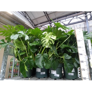 Monstera delic.