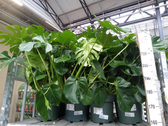 <h4>Monstera delic.</h4>