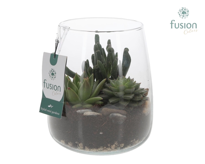 <h4>Glazen vaas Alzada met succulenten</h4>