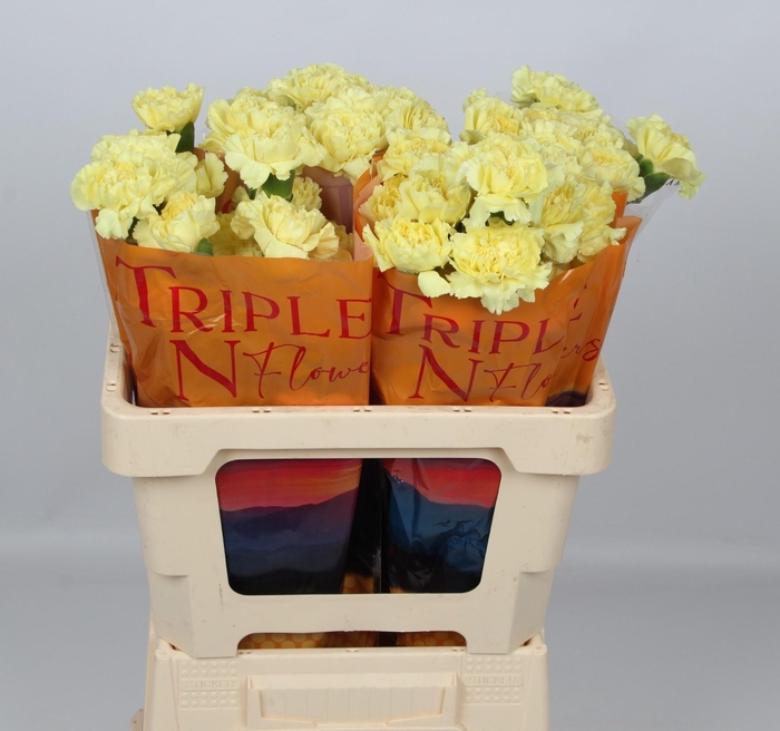 <h4>DI ST PEYTON+</h4>