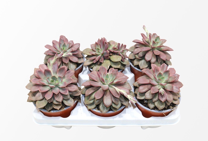 <h4>Echeveria Mina</h4>