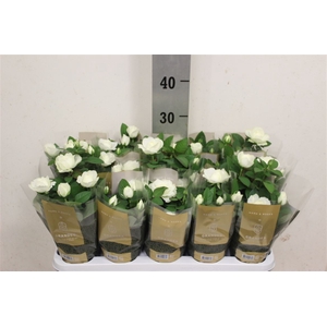 Rosa Kordana Grande Amaris