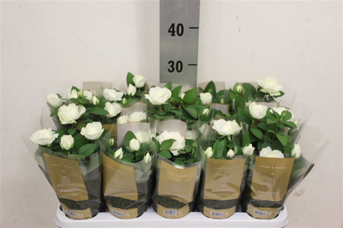 <h4>Rosa Kordana Grande Amaris</h4>