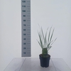 Panicum virgatum