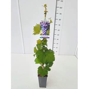 Vitis overig wit