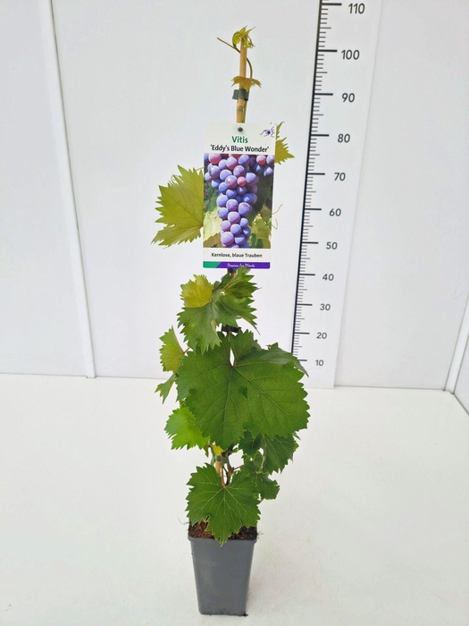 <h4>Vitis overig wit</h4>