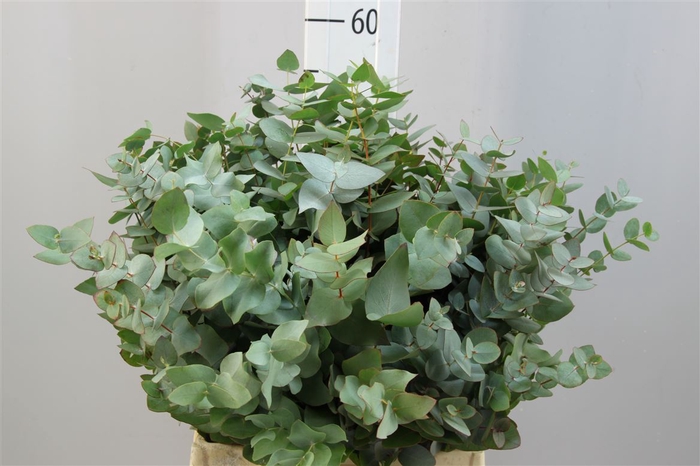 <h4>Euca Cinerea Kort 150gr</h4>