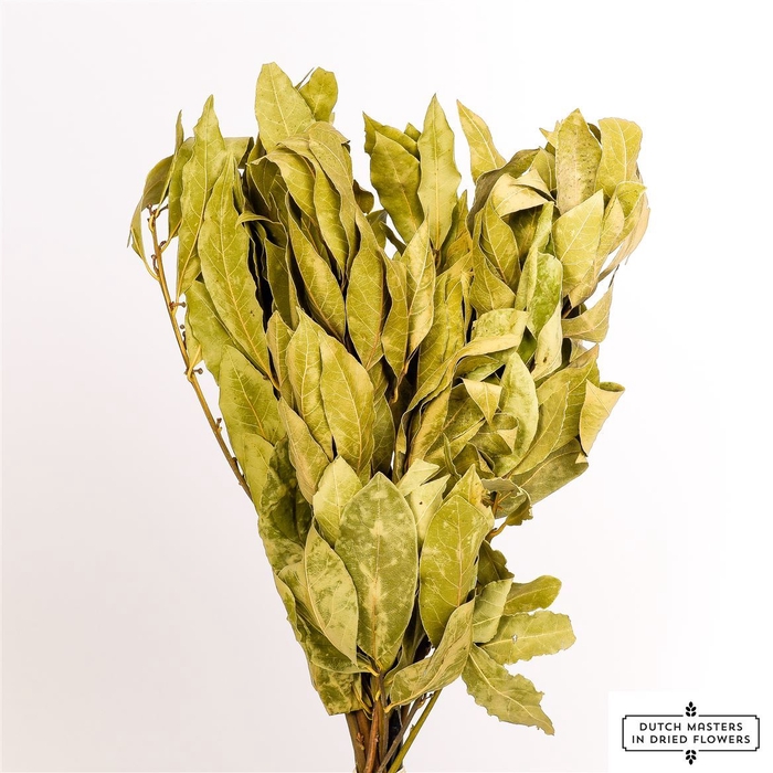 Dried Laurier Natural Bunch