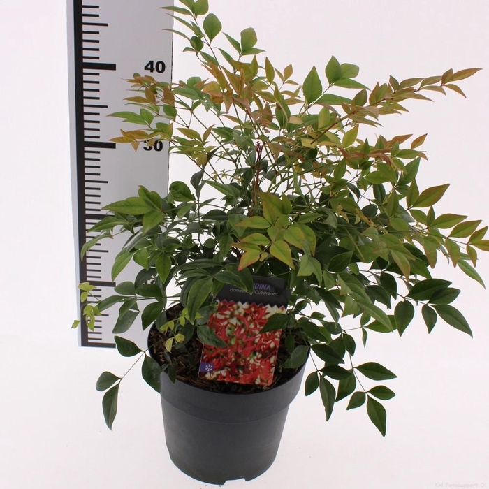 <h4>Nandina domestica 'Gulfstream'</h4>