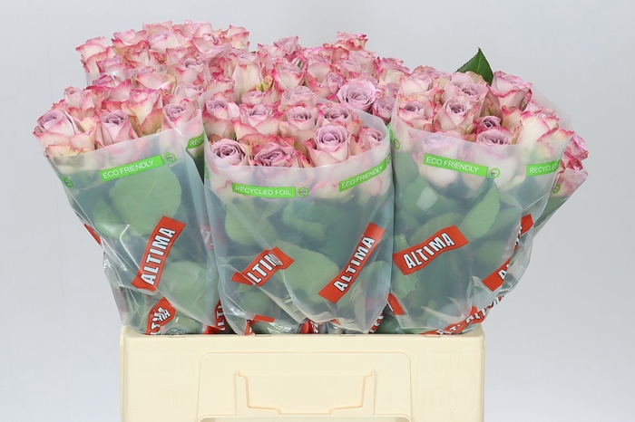 <h4>Rosa Gr Memory Lane!</h4>