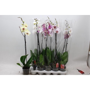 PHAL GEM